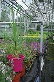 Herbs in pots