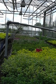 Oregano growing in glasshouse